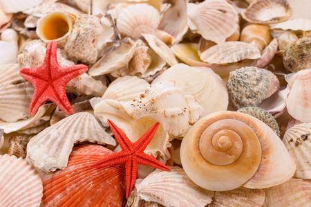 Backgrounds from defferent sorts of sea shellsの写真素材