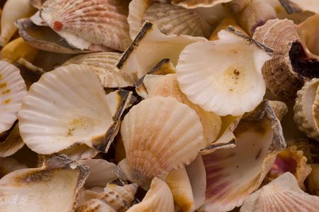Backgrounds from defferent sorts of sea shellsの写真素材