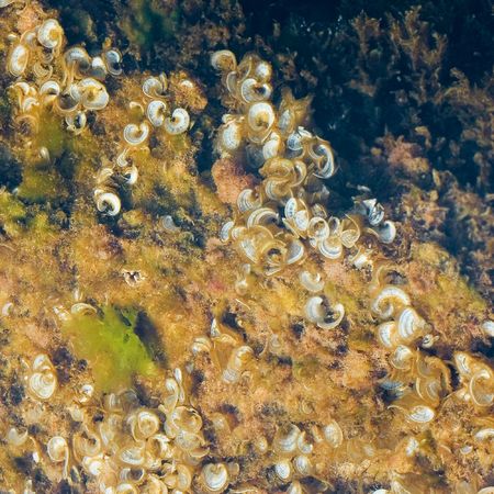 Backgrounds from live seashells, shot is taking under waterの写真素材