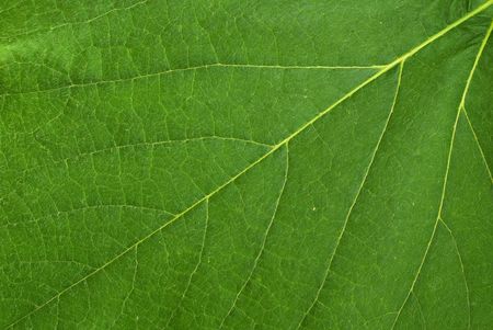 Leaves of grapes, useful for floral backgrounds