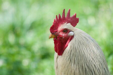 Cock with red crest on green grass backgrounds
の写真素材