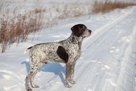 German Shorthair Pointer on a snow