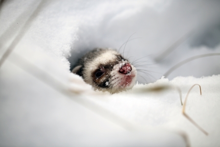 Mustela putorius furoの写真素材