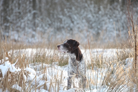 German Shorthair Pointer on a snow