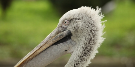Pelecanus crispus birdの写真素材