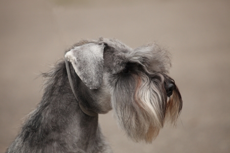 Zwergschnauzer color pepper and salt portraitの写真素材