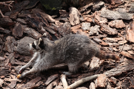 Procyon lotorの写真素材