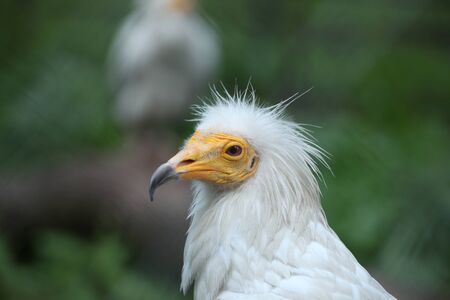 Neophron percnopterusの写真素材