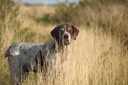 Portrait of a German Shorthaired Pointer walking in the grassの写真素材