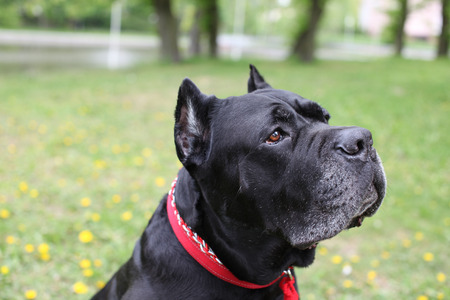 close-up portrait of the dog breed Cane corso italianoの写真素材