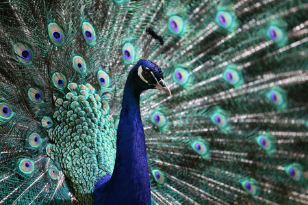 portrait adult male peacock  Pavo cristatus  showing its magnificent tail feather