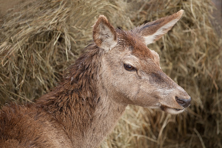 portrait of adult female European red deer (Cervus elaphus)の写真素材