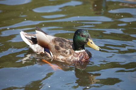 male Mallard ducks (Anas platyrhynchos) floating on the pond