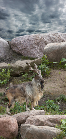 male Turkmenian markhor (Capra falconeri heptneri) stand on rocksの写真素材