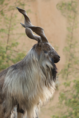 male Turkmenian markhor (Capra falconeri heptneri) stand on rocksの写真素材