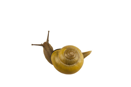 forest snail, Cepaea nemoralis on a white backgroundの写真素材