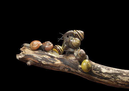 group forest snail, Cepaea nemoralis sits on the branchの写真素材