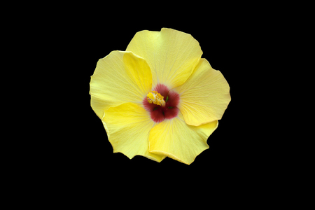 beautiful yellow hibiscus flower close up on black backgroundの写真素材