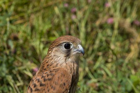 young Kestrel Falcon (Falco tinnunculus) closeup sits in the grassの写真素材