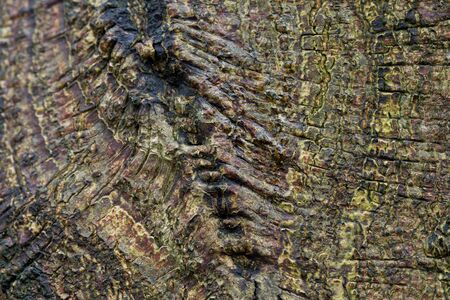 Relief texture of the brown bark of a tree with green moss and lichen on it.の写真素材