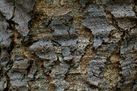 Relief texture of the brown bark of a tree with green moss and lichen on it.の写真素材