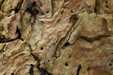 rotten old wood, textured background top view. Abstract background.の写真素材
