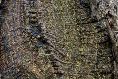 Relief texture of the brown bark of a tree with green moss and lichen on it.の写真素材