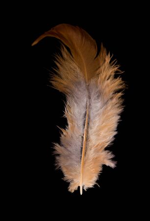 beautiful fluffy feather domestic chicken close-upの写真素材