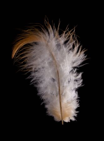 beautiful fluffy feather domestic chicken close-upの写真素材