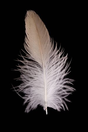 beautiful Falcon (Falco tinnunculus) feathers close up on a black backgroundの写真素材