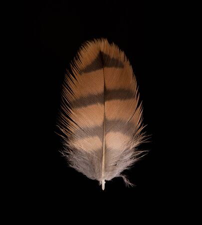 beautiful Falcon (Falco tinnunculus) feathers close up on a black backgroundの写真素材