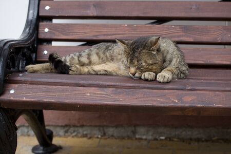 cute and beautiful big tabby cat resting on a street benchの写真素材