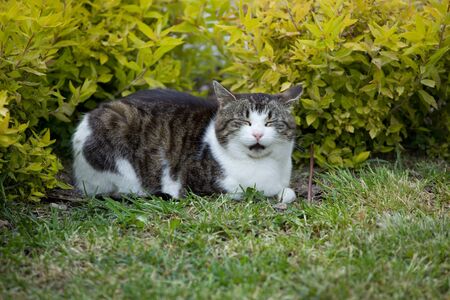 cute and beautiful tricolor cat resting in the green grass