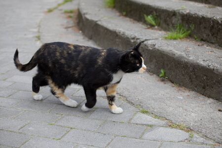 cute and beautiful tricolor cat walks on the cobblestones on the streetの写真素材