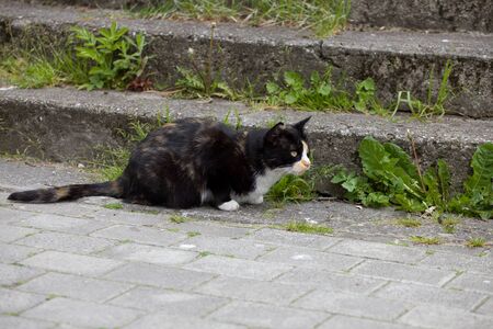 cute and beautiful tricolor cat walks on the cobblestones on the streetの写真素材