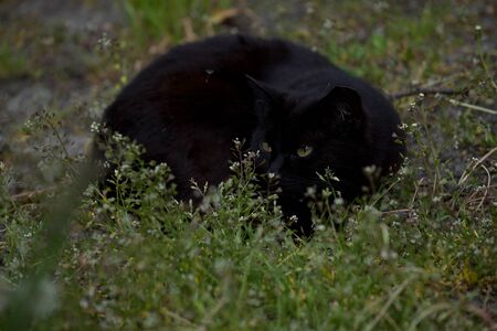 cute and beautiful black cat resting in the green grassの写真素材