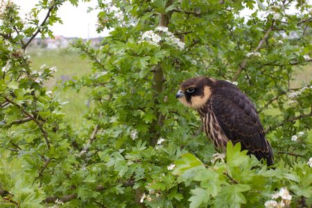 young Eurasian hobby (Falco subbuteo) sits on a flowering hawthorn Bushの写真素材
