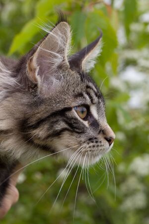 portrait of a kitten maine coon coloring mackerel tabby close upの写真素材
