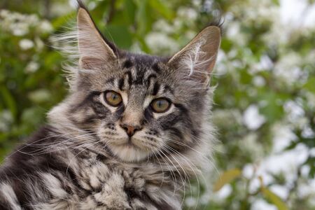 portrait of a kitten maine coon coloring mackerel tabby close upの写真素材