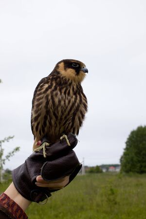 young hunting Eurasian hobby (Falco subbuteo) sits on a Falconer's gloveの写真素材