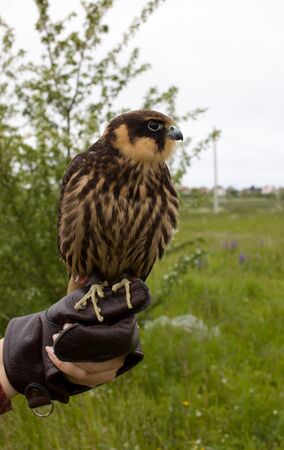 young hunting Eurasian hobby (Falco subbuteo) sits on a Falconer's gloveの写真素材