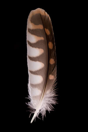 beautiful Falcon (Falco tinnunculus) feathers close up on a black backgroundの写真素材