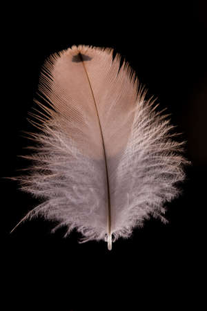 beautiful Falcon (Falco tinnunculus) feathers close up on a black backgroundの写真素材