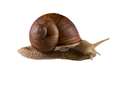 Helix pomatia grape snail on a white backgroundの写真素材