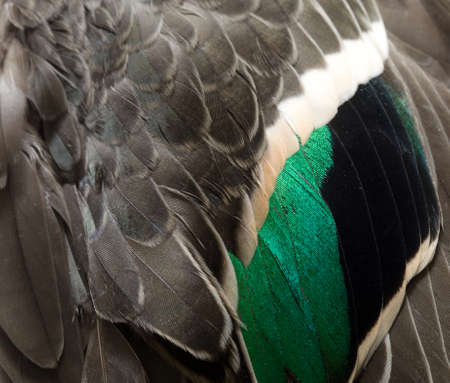 female wing green winged teal Anas crecca close - upの写真素材