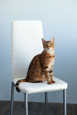 beautiful Bengal cat is sitting on a chair in the house