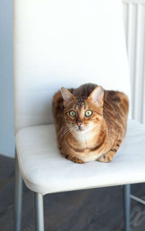 beautiful Bengal cat is sitting on a chair in the house