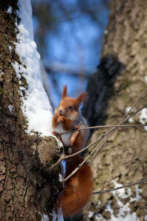 beautiful fluffy red squirrel (Sciurus vulgaris) in winter forestの写真素材
