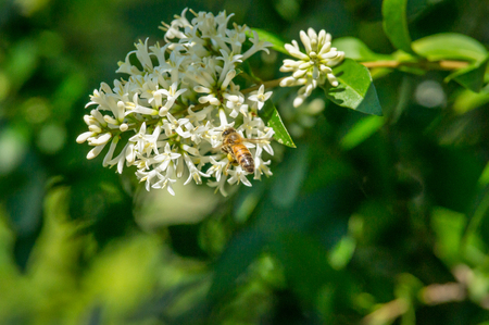 A bee hovers over a flower as it gathers nectat and polinates in Spring.