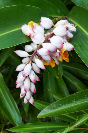 Cuba Pretty flower in nature in Cuba Zerumbet Ginger plantのeditorial素材